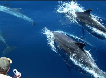Dolphin Safari