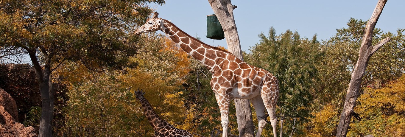 Zoo in Chicago